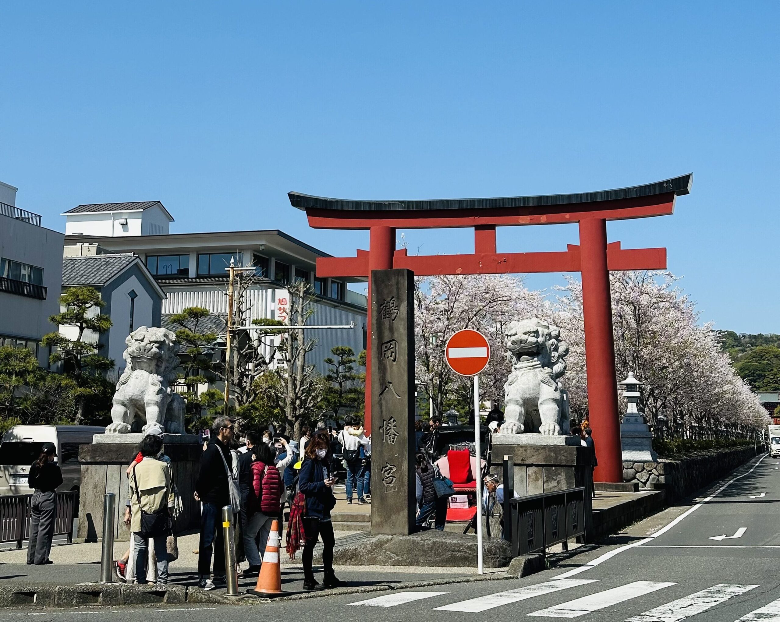 鎌倉🌸桜情報🌸